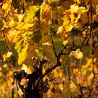 Herbstliches Weinlaub