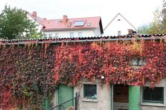 herbstliches Weinlaub färbt die Wände