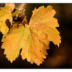 Herbstliches Weinlaub (I)