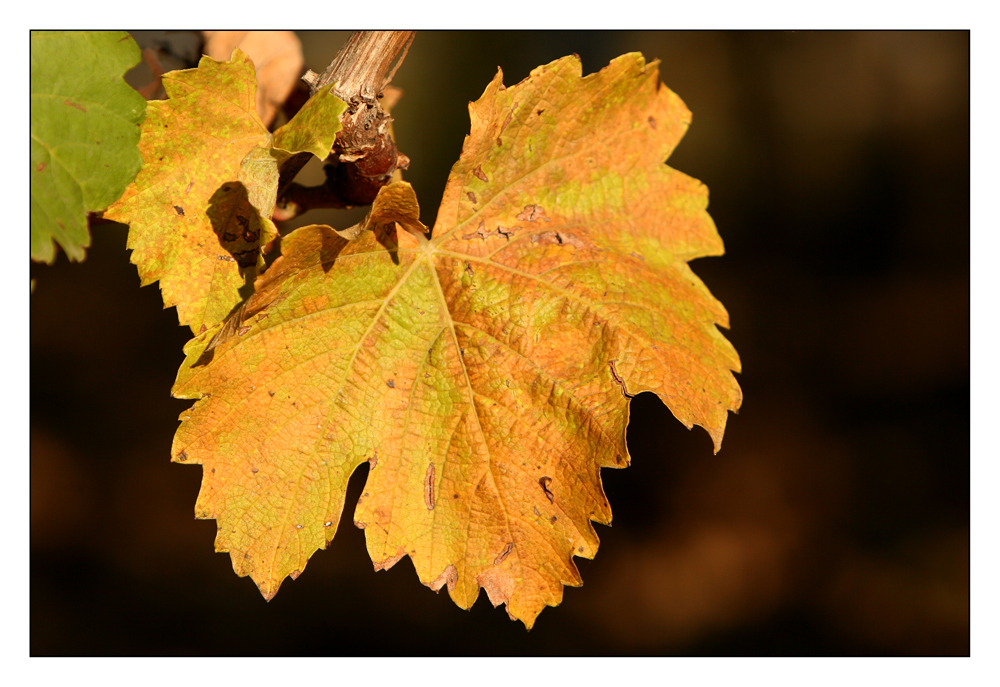 Herbstliches Weinlaub (I)