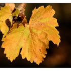 Herbstliches Weinlaub (I)