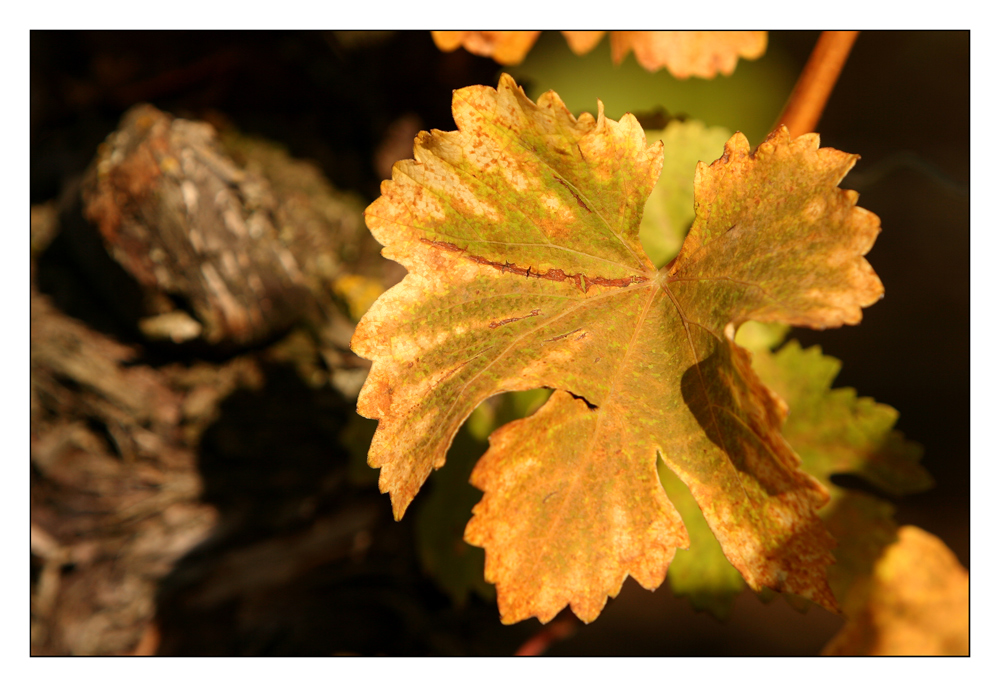 Herbstliches Weinlaub (II)