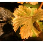 Herbstliches Weinlaub (II)