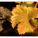 Herbstliches Weinlaub (II)