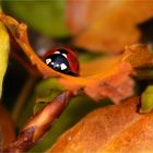 Herbstliches Wiegenkind