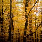 Herbstliches Wien