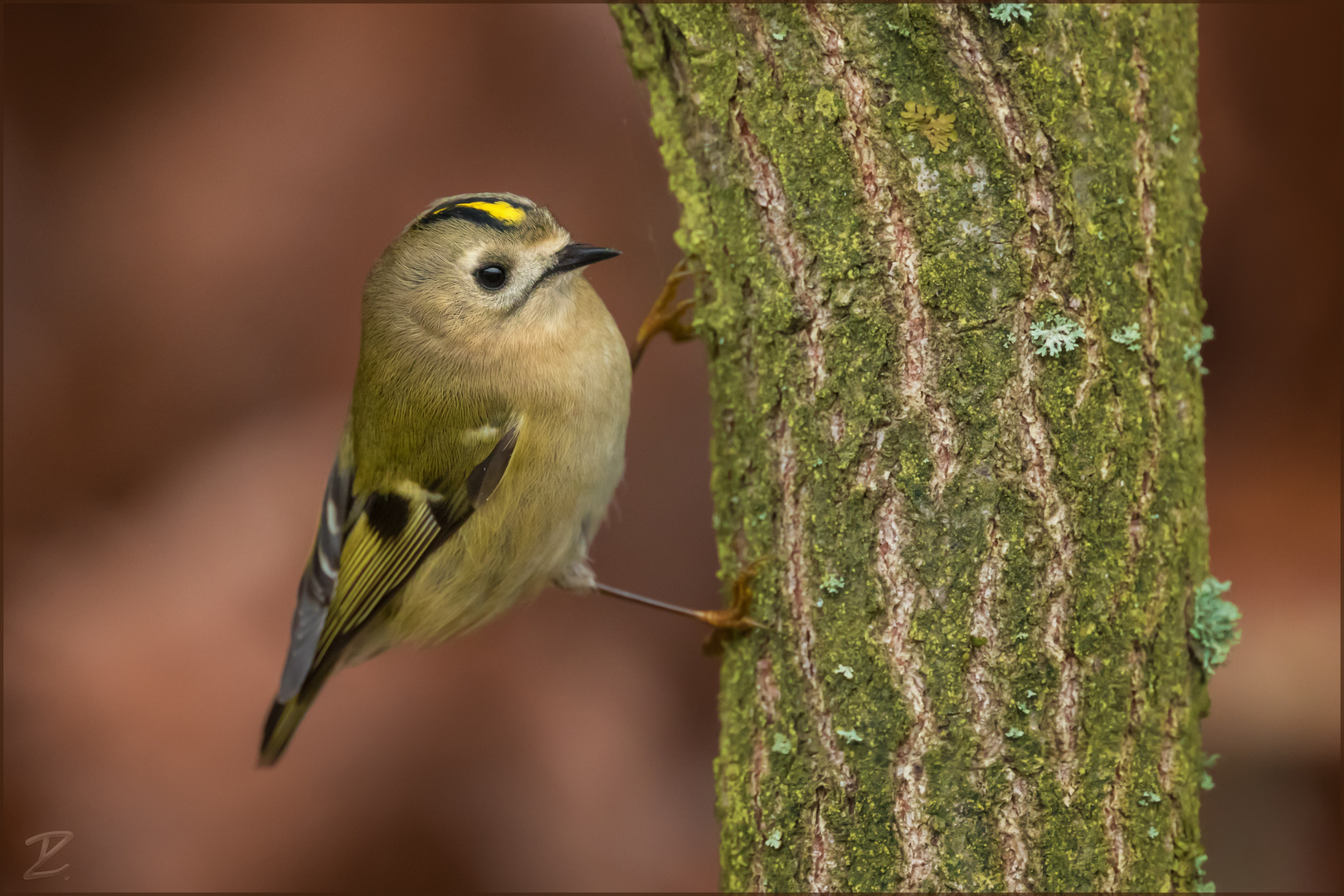 Herbstliches Wintergoldhähnchen