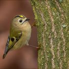 Herbstliches Wintergoldhähnchen