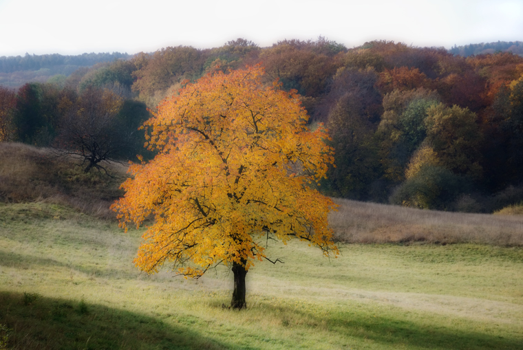 Herbstlich.....Herbstlicht