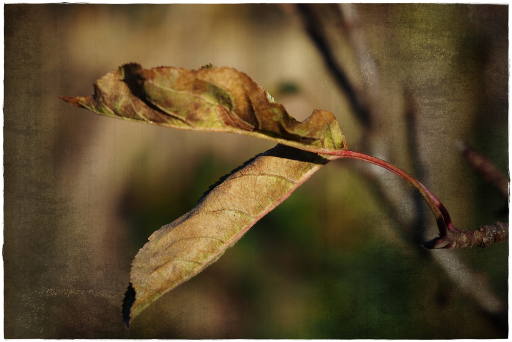 Herbst.Licht