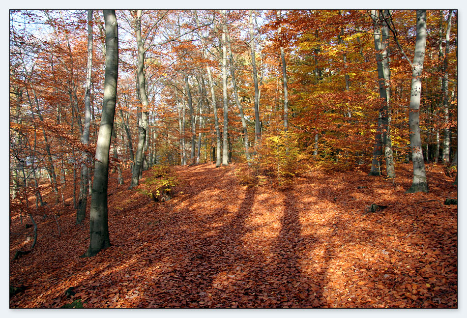 Herbstlicht 02