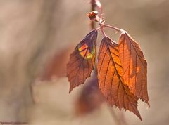 Herbstlicht