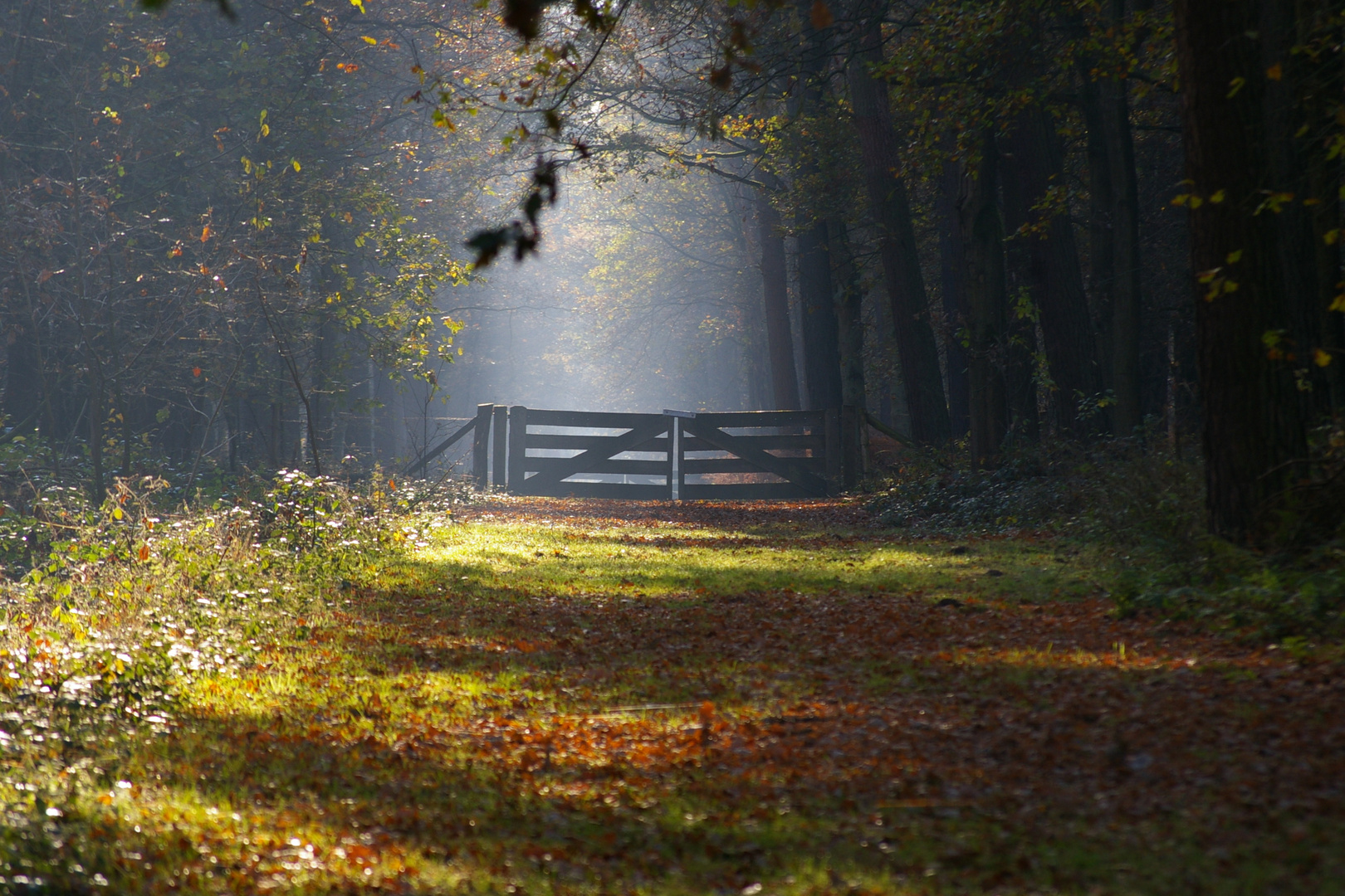 Herbstlicht