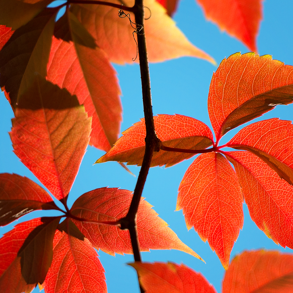 Herbstlicht