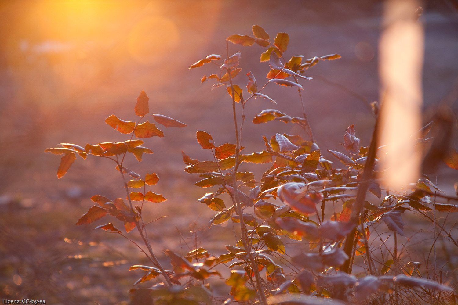 Herbstlicht