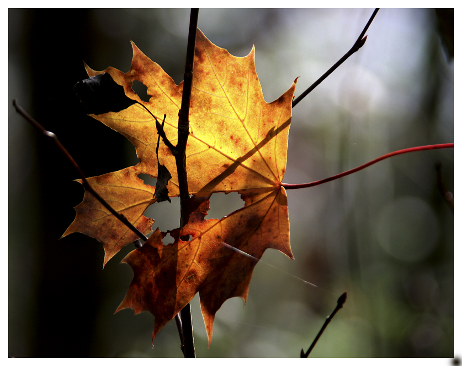 Herbstlicht