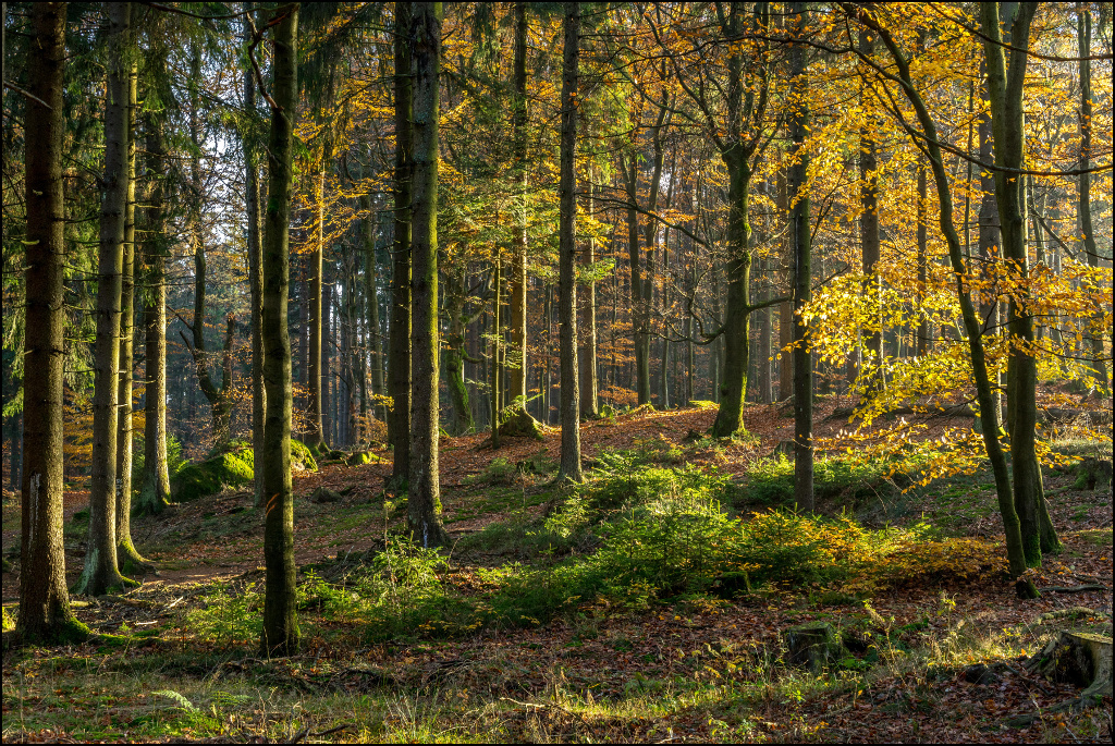 Herbstlicht