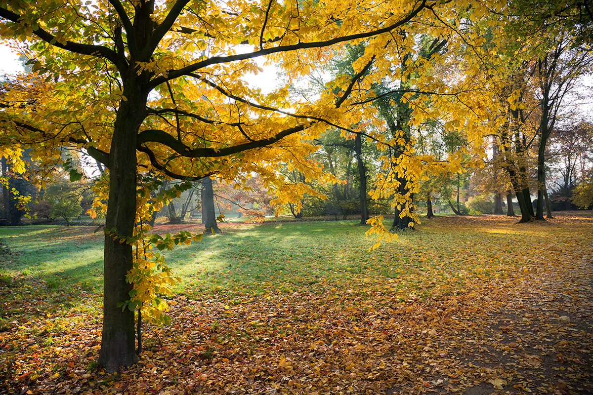 ... Herbstlicht ...