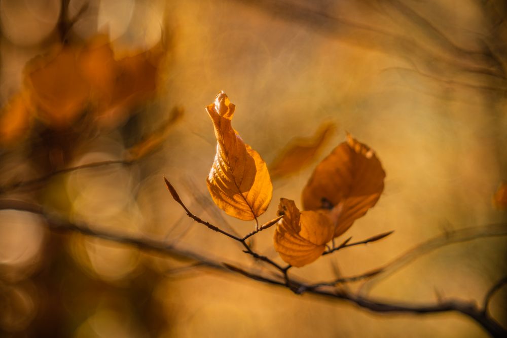 Herbstlich(t) 1