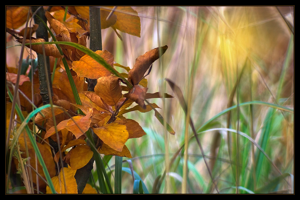 Herbstlich(t) 1