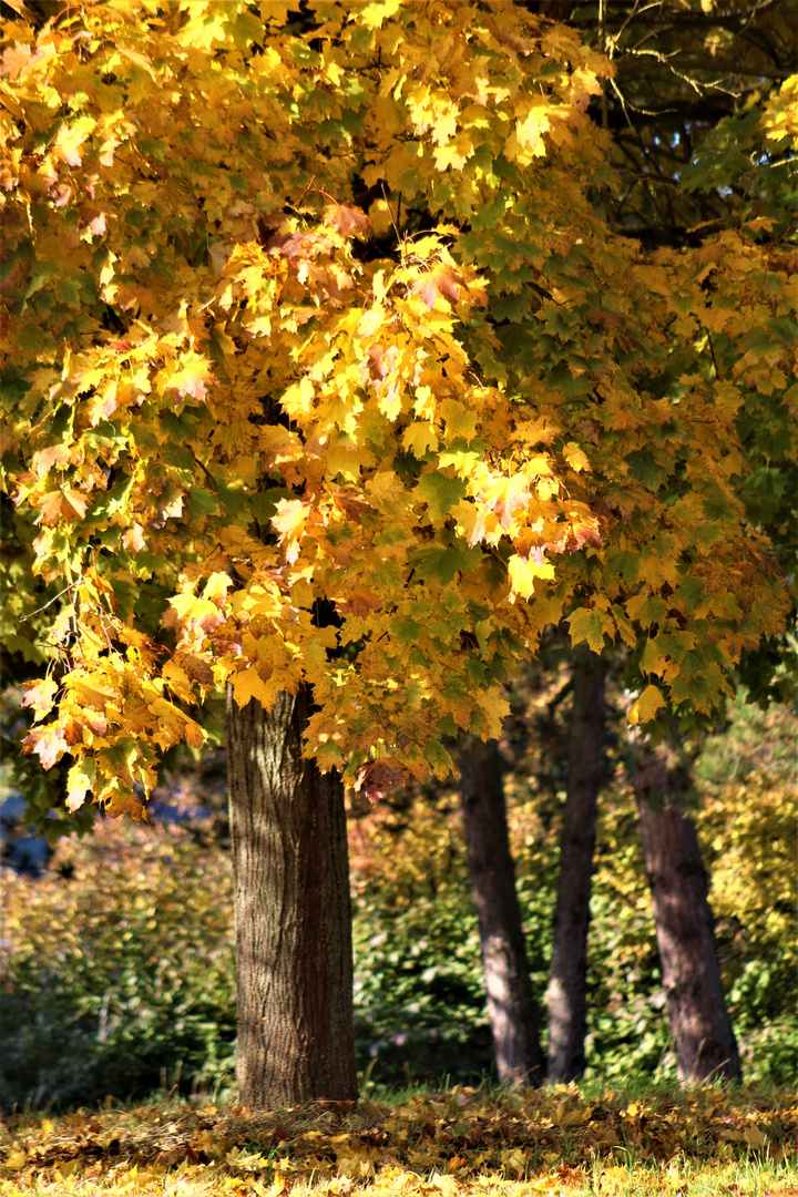 Herbstlich(t)  1