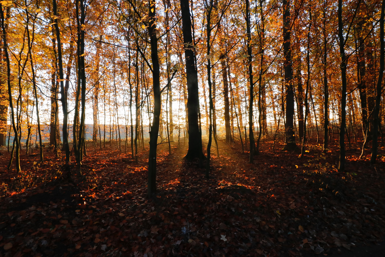 Herbstlicht