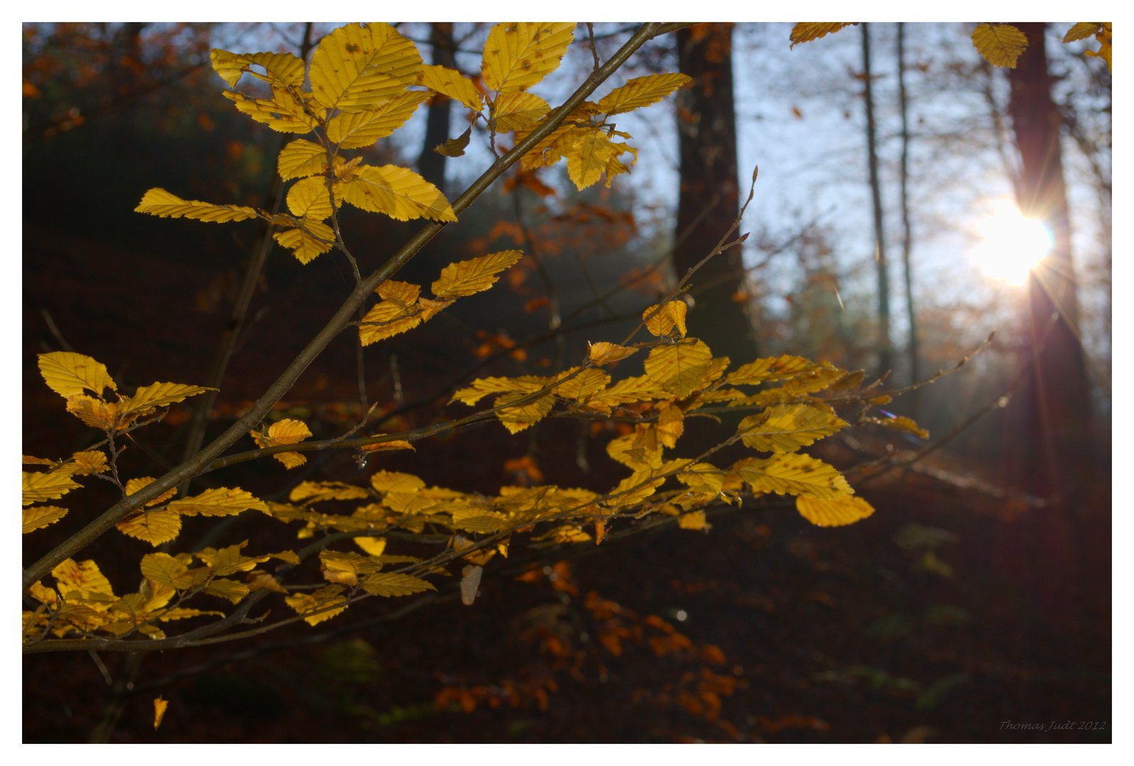 Herbstlicht