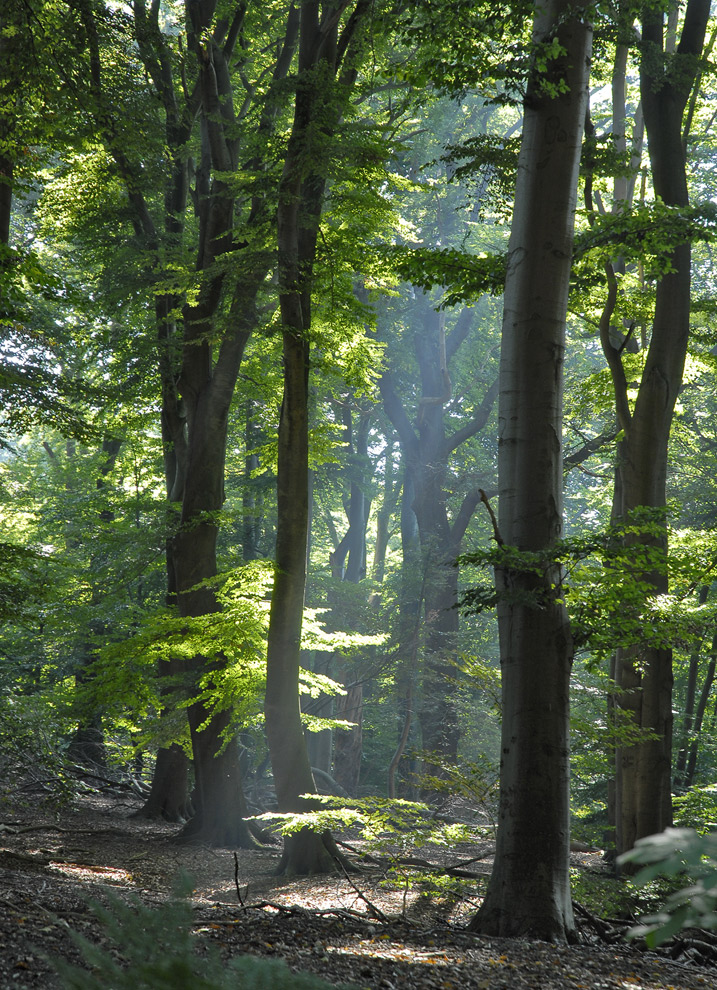 Herbstlicht