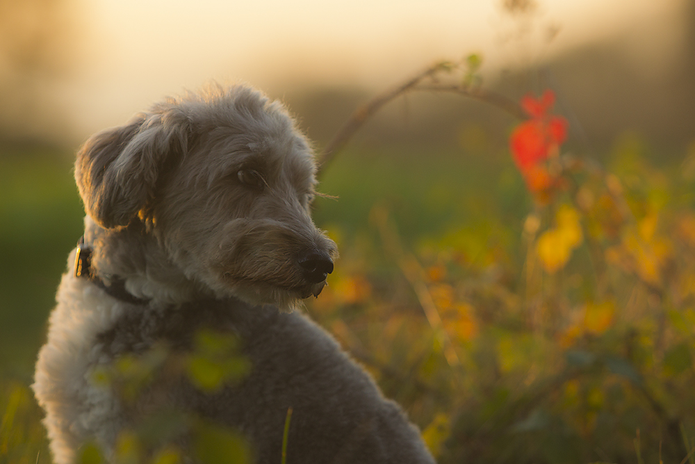 Herbstlicht