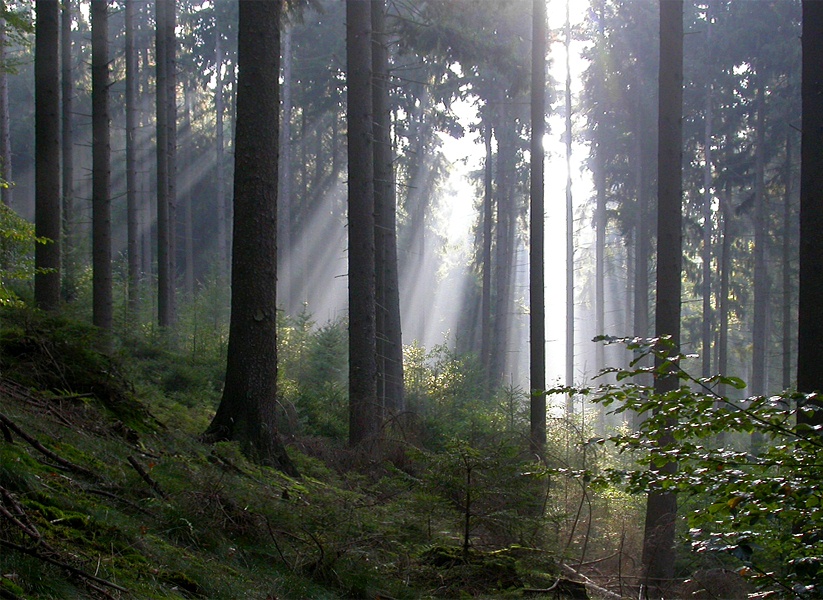 Herbstlicht