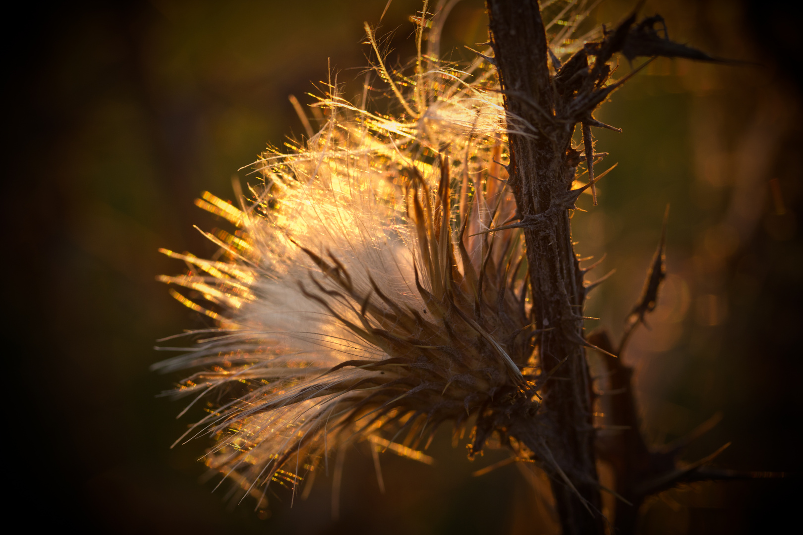 Herbstlicht