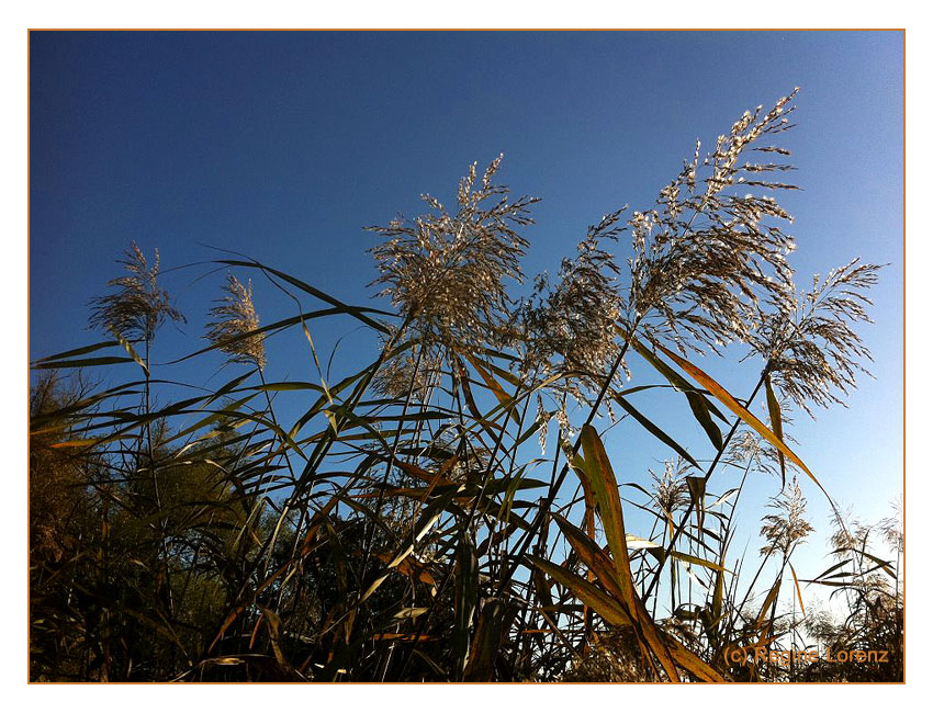 Herbstlicht