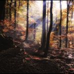 Herbstlicht 2