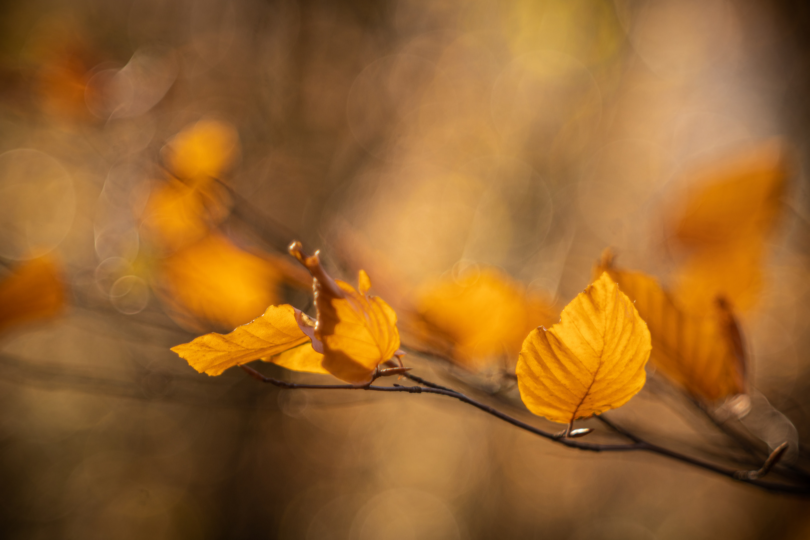 Herbstlich(t) 2