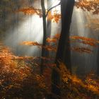 Herbstlicht 2