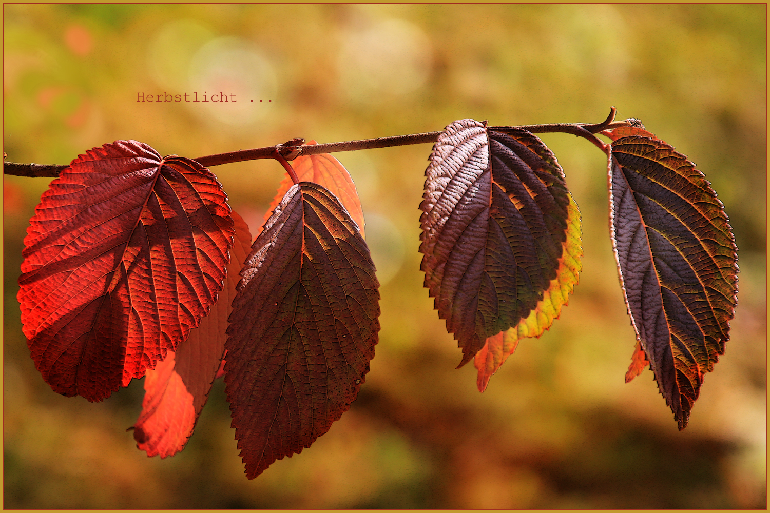 HERBSTLICHT -2-