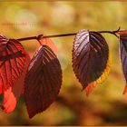 HERBSTLICHT -2-