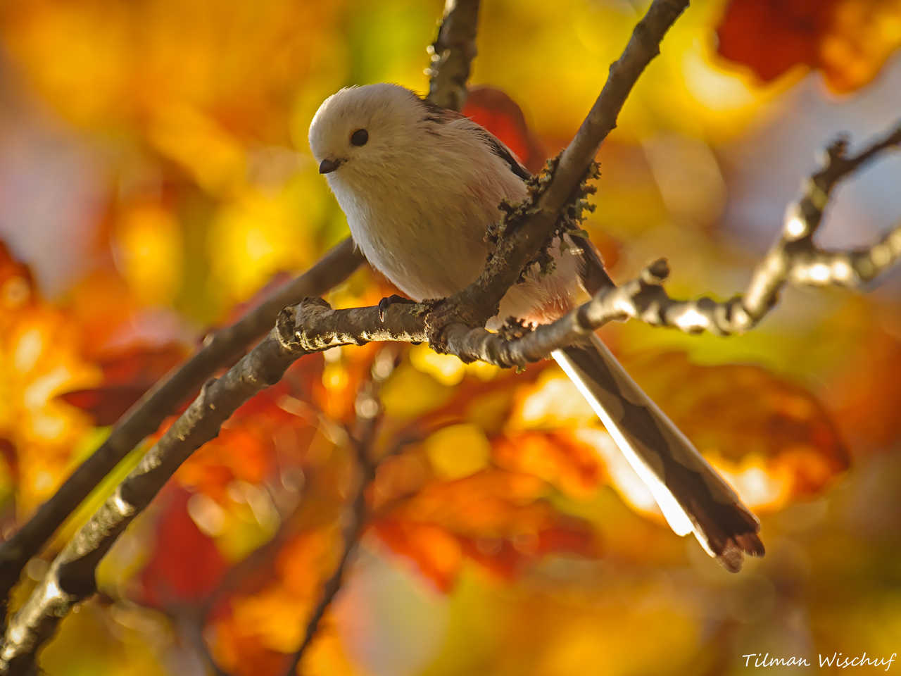 Herbstlicht 2