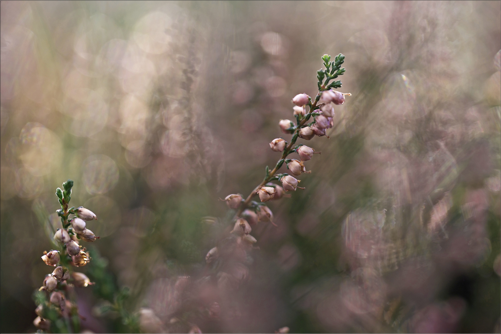 HerbstLicht