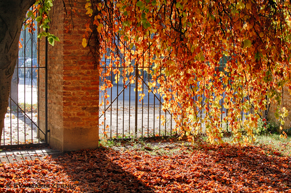 Herbstlicht