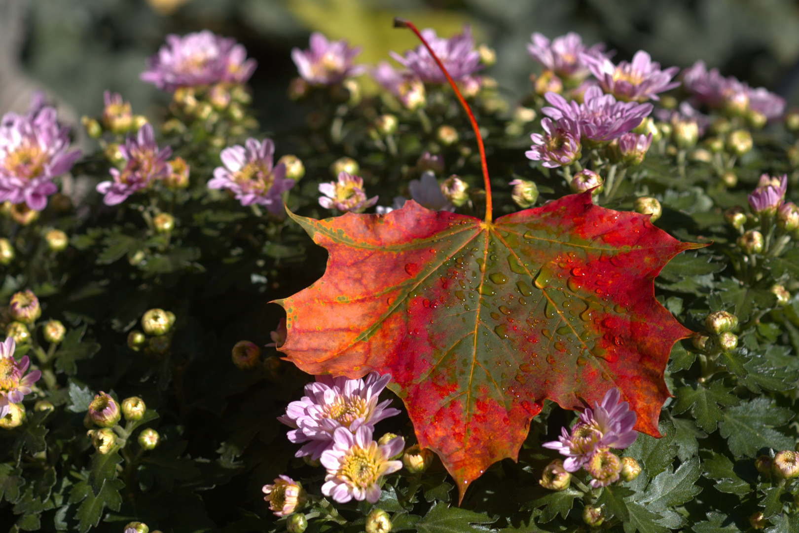 Herbstlicht