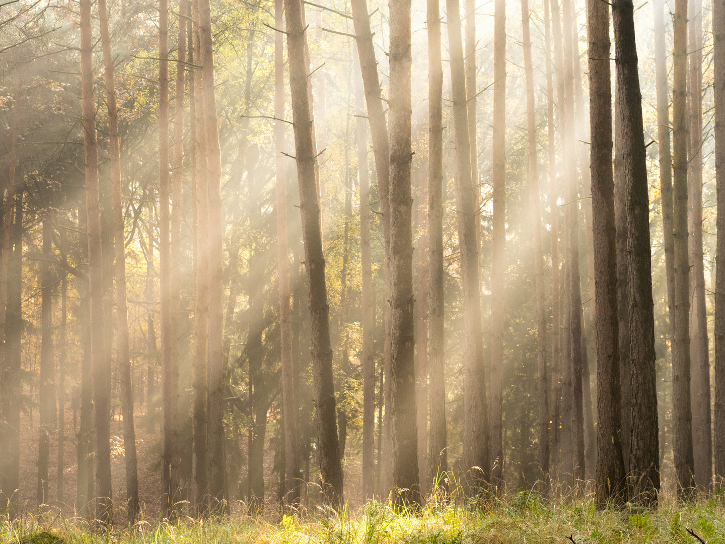 Herbstlicht