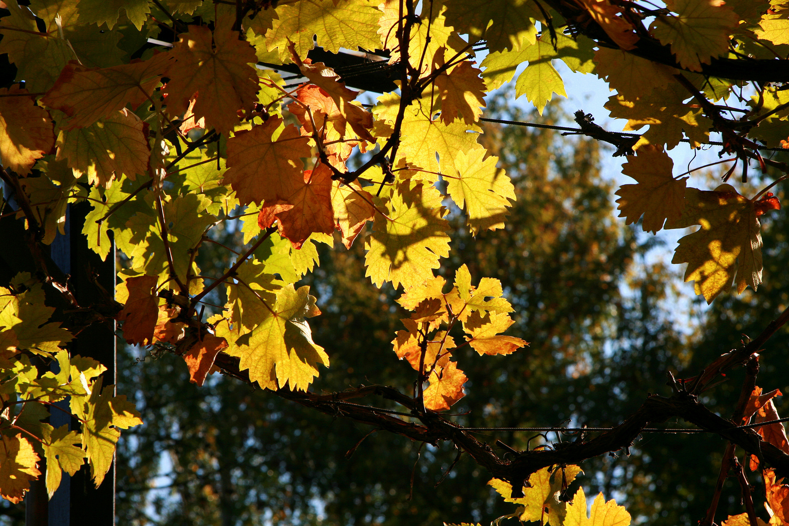 herbstlicht ...