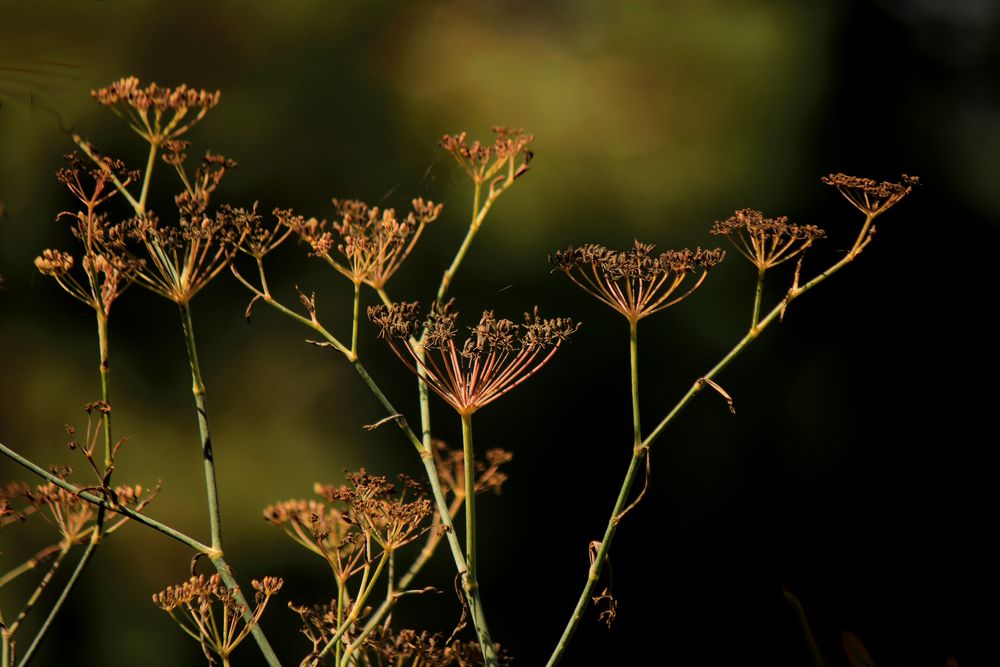 Herbstlicht