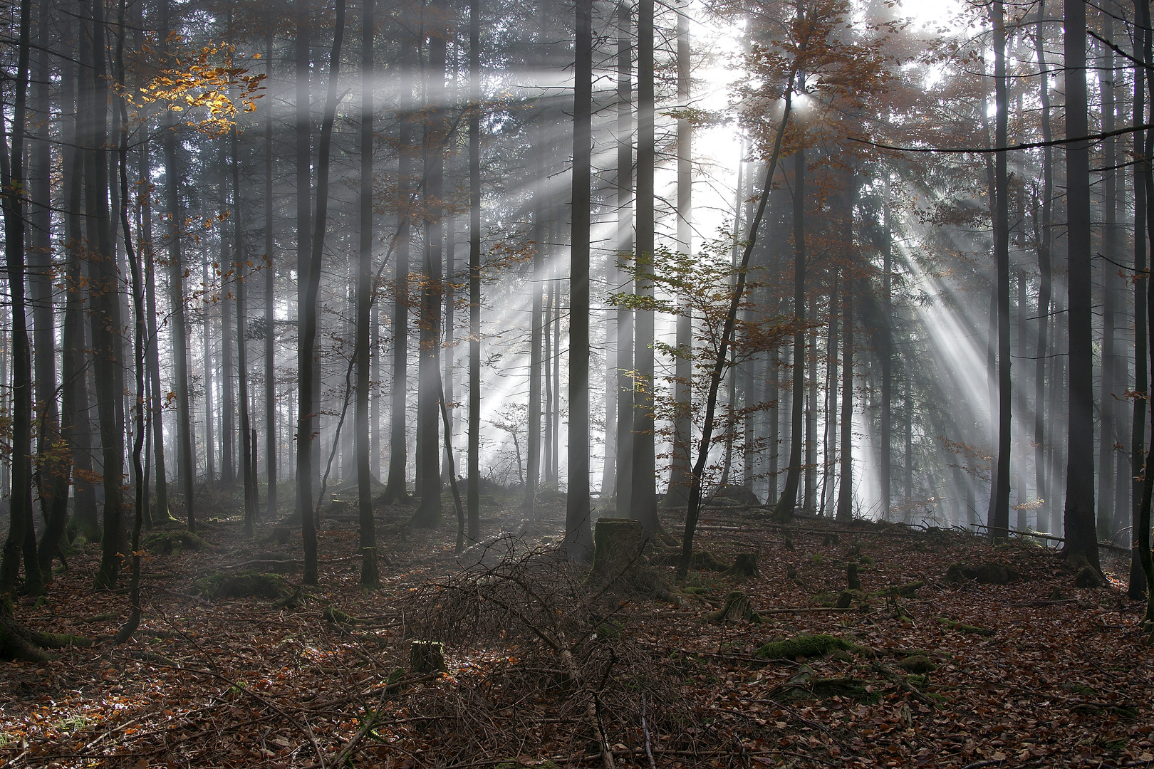 Herbstlicht