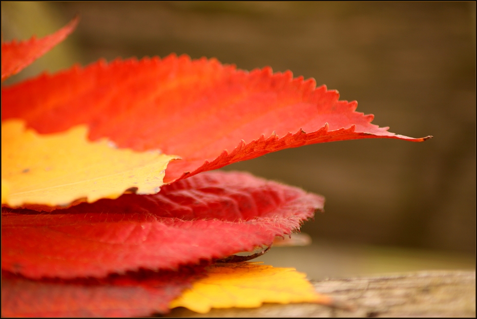 ° herbstlich(t)