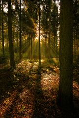 Herbstlicht (3)