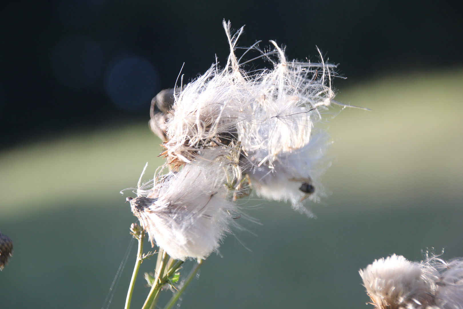 Herbstlich(t)