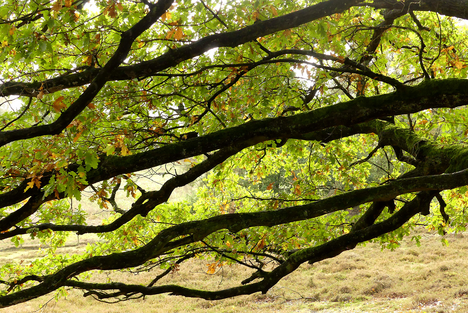 Herbstlicht