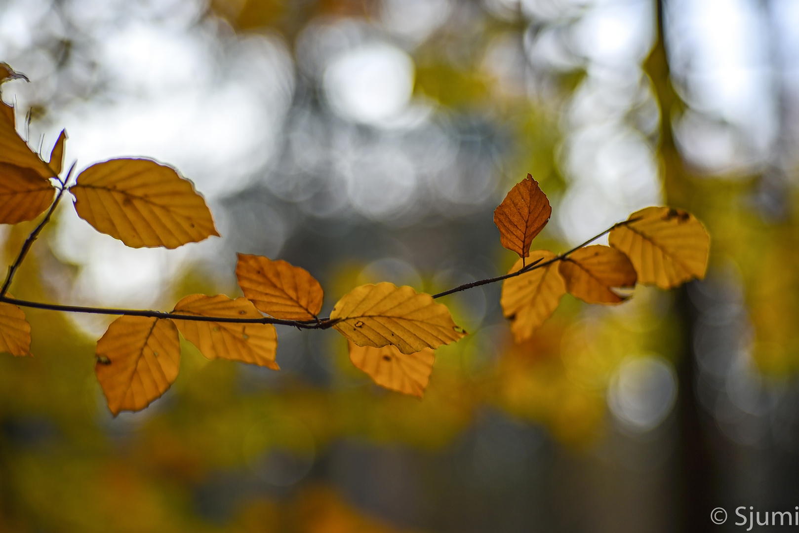 Herbstlicht